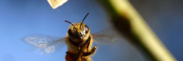 Poluarea aerului face ca albinele să simtă mai greu mirosul florilor