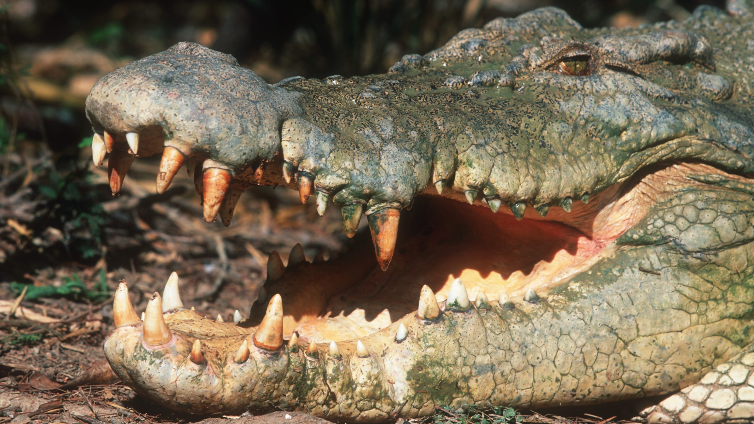 „daca-poti-apasa-o-masina,-esti-gata”:-in-interiorul-incredibilei-forte-de-muscatura-a-crocodililor