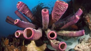 care-au-fost-primele-animale-care-au-facut-sex?