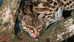 10-moduri-viclene-in-care-animalele-isi-vaneaza-prada