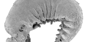 fosila-de-larva-veche-de-520-de-milioane-de-ani-dezvaluie-originile-artropodelor