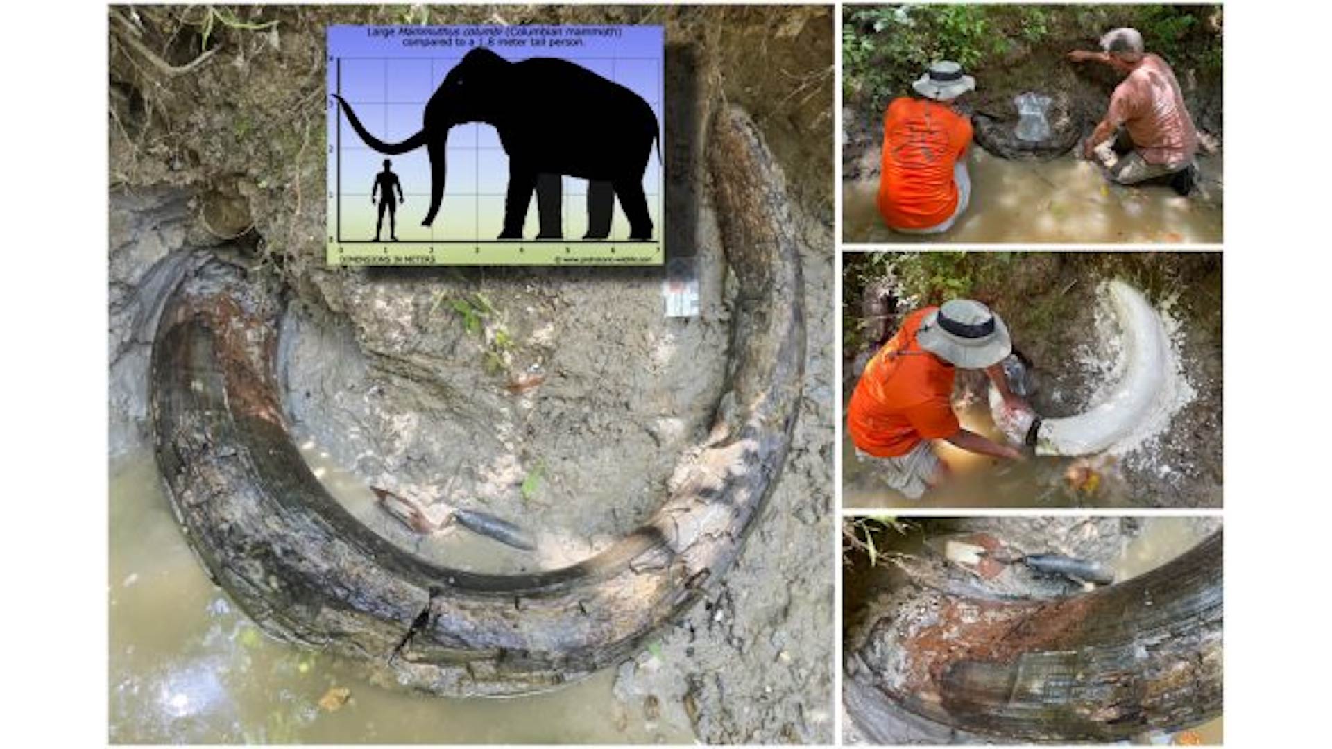colti-uriasi-de-mamut-descoperit-iesind-din-albia-paraului-mississippi