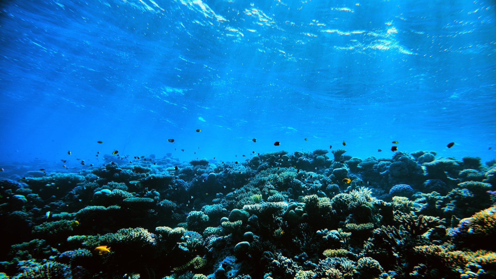 exista-o-zona-acida-la-13.000-de-picioare-sub-suprafata-oceanului-–-si-devine-mai-mare