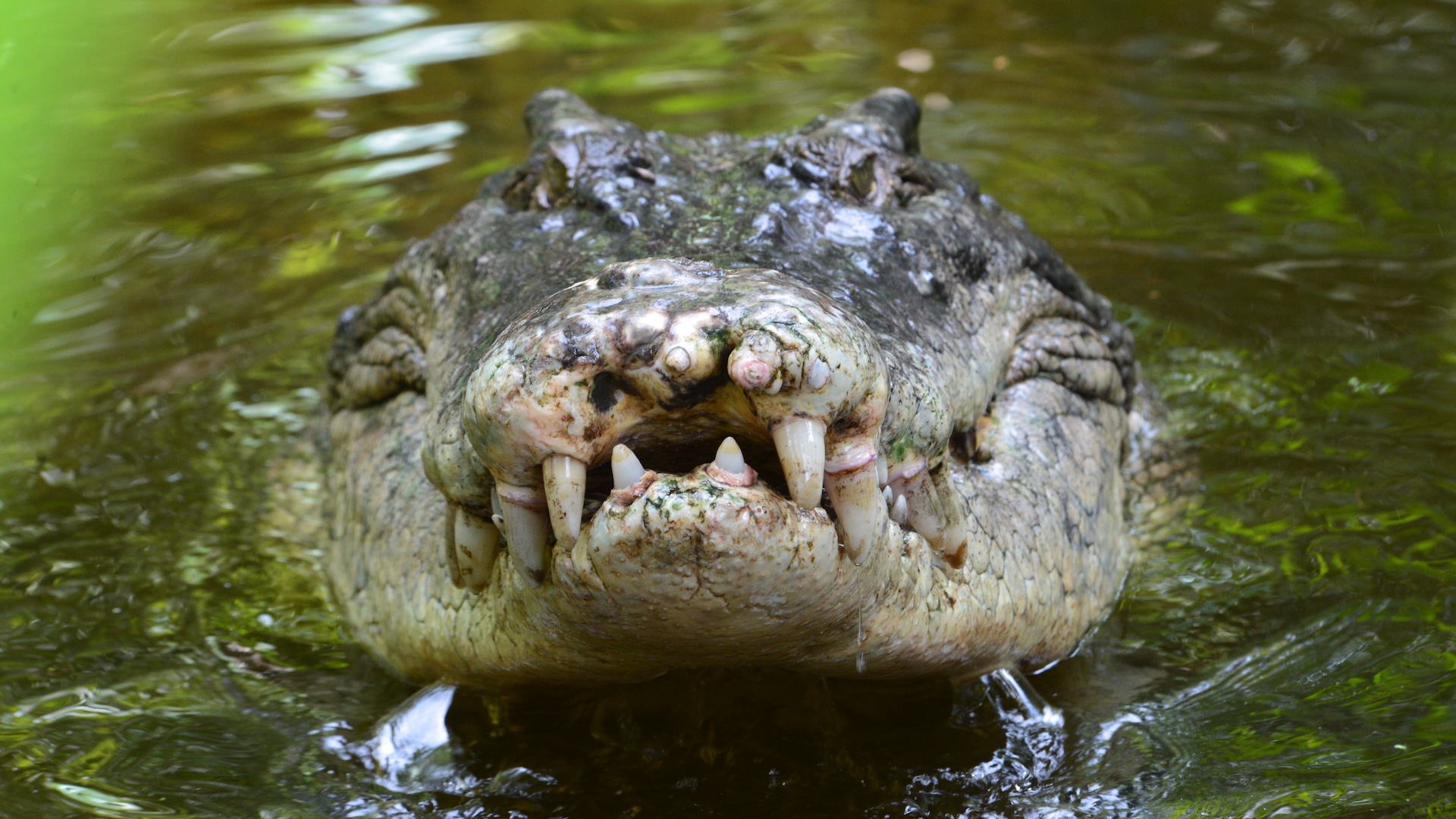 „amprentele”-crocodililor-pot-dezvalui-pradatorii-mortali,-ascunsi,-ai-australiei