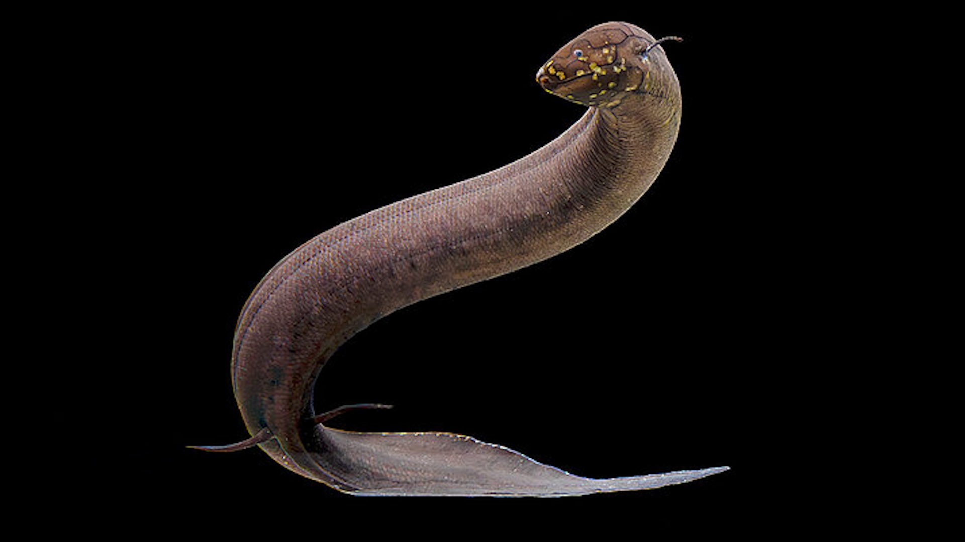 cel-mai-mare-genom-animal-secventiat-–-si-doar-1-cromozom-are-dimensiunea-intregului-genom-uman