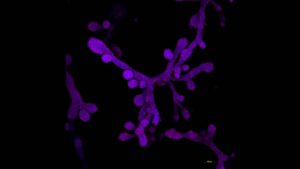 oamenii-de-stiinta-fac-sani-intr-un-vas-pentru-a-studia-lactatia