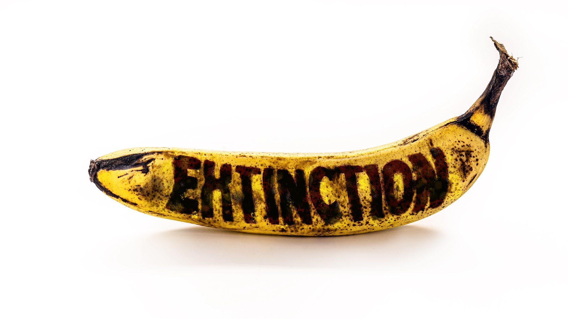 „apocalipsa-bananelor”-ar-putea-fi-evitata-datorita-descoperirii-genetice
