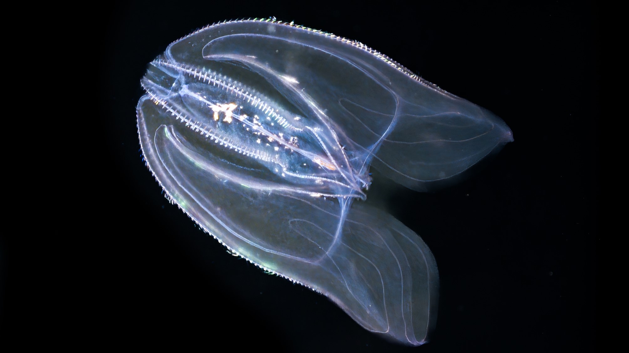 aceasta-creatura-marina-transparenta-poate-imbatrani-in-sens-invers