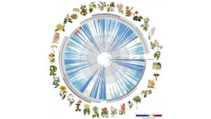 ce-este-„pomul-vietii”?