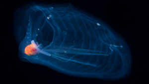 salps:-animalele-cu-cea-mai-rapida-crestere-din-lume,-care-arata-ca-niste-galeti-de-muci