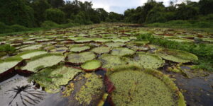 feedback-ul-schimbarilor-climatice-duc-la-cresterea-emisiilor-de-metan-natural