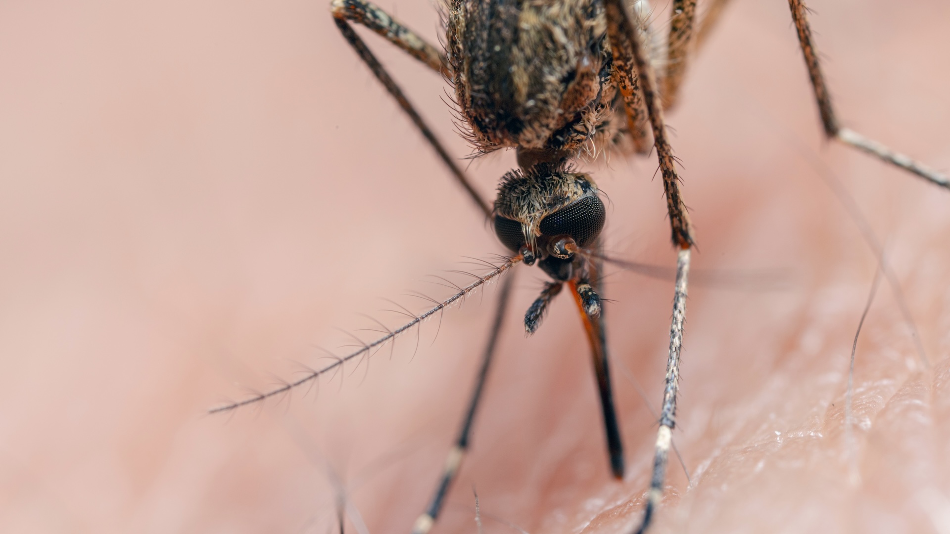 „triple-e”-mortal-ucide-un-barbat-din-new-hampshire-–-ce-este-encefalita-ecvina-de-est?
