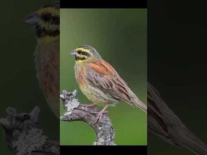 Cirl bunting #shorts #birds #nature #animals