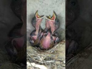 فراخ الدرسة المنزلية Emberiza