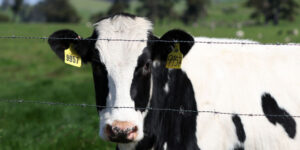 gripa-aviara-ajunge-la-vacile-din-california,-cel-mai-mare-producator-de-lapte-din-tara