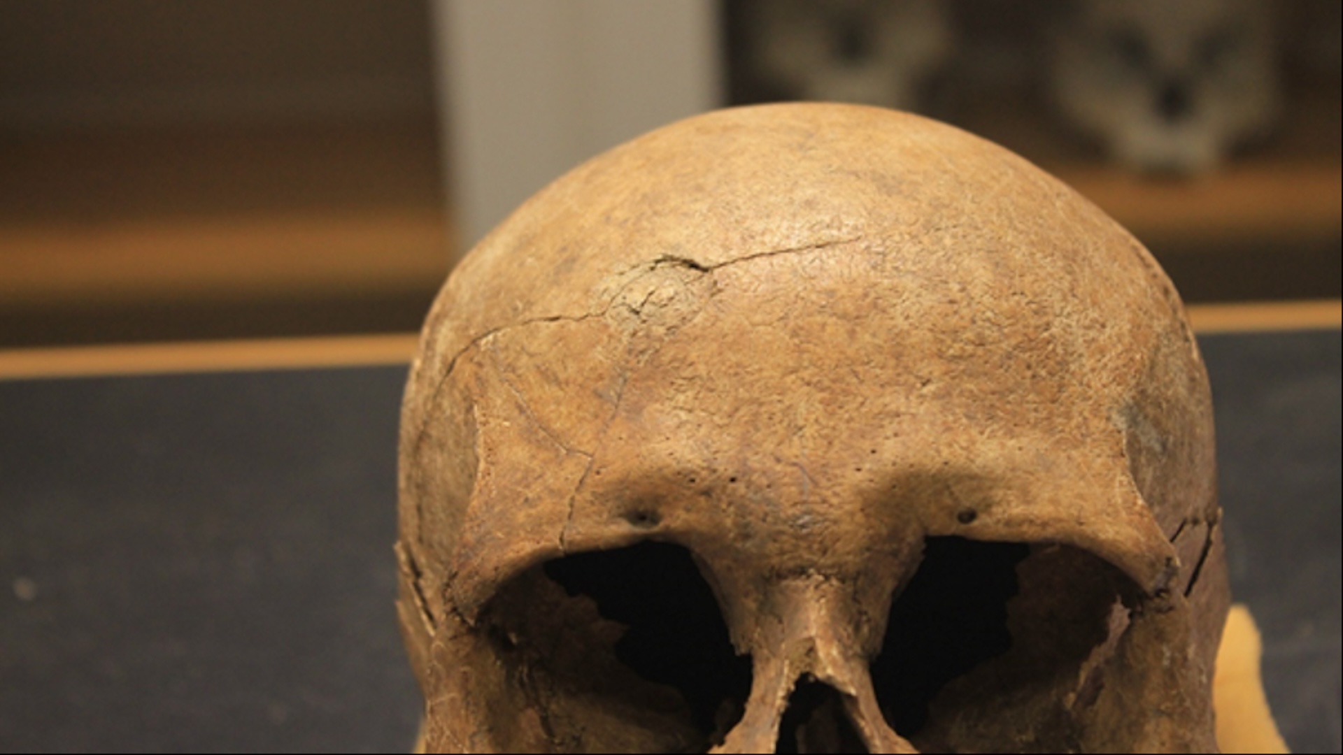 vikingii-din-norvegia-erau-mult-mai-probabil-sa-moara-cu-moarte-violenta-decat-cei-din-danemarca
