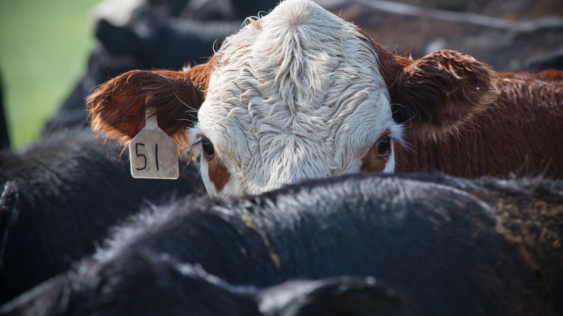 antraxul-a-ucis-peste-50-de-animale-in-wyoming-–-care-este-riscul-pentru-oameni?
