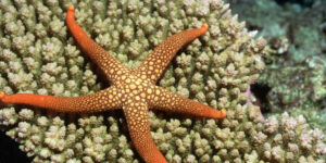 o-singura-peptida-ajuta-stelele-de-mare-sa-scape-de-un-membru-atunci-cand-sunt-atacate