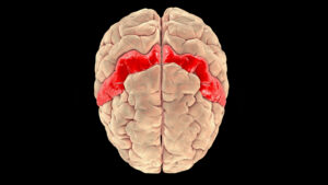 un-studiu-cu-maimuta-dezvaluie-stiinta-in-spatele-„sufocarii-sub-presiune”