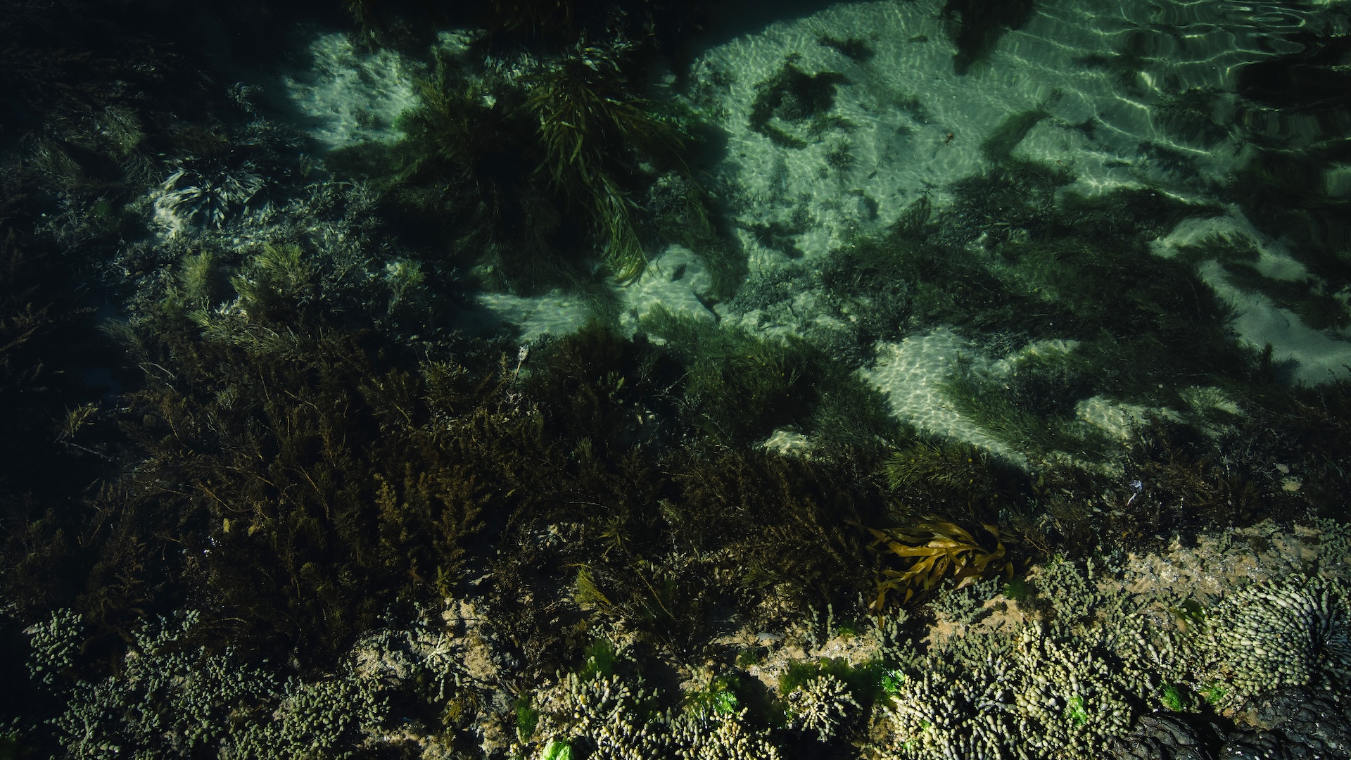 adanc-sub-oceanul-arctic,-unele-plante-s-au-adaptat-la-fotosinteza-aproape-in-intuneric