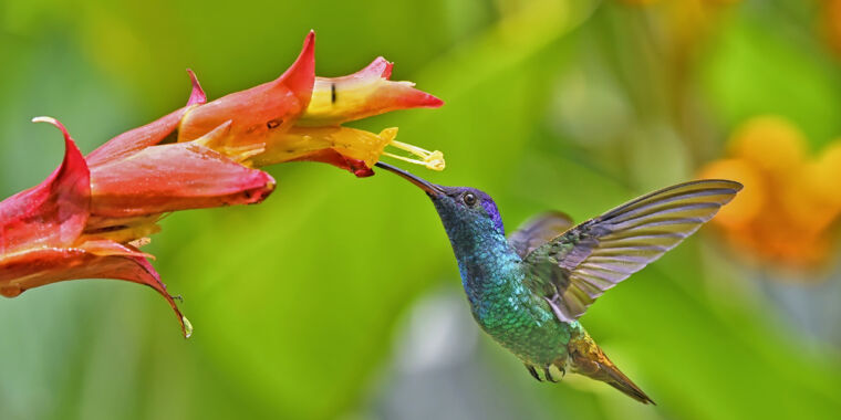 Păsările colibri se dezvoltă cu un stil de viață extrem. Iată cum.