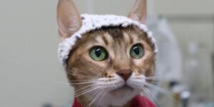 studiu:-pisicile-in-palarii-mici-crosetate-arunca-lumina-asupra-durerii-cronice-feline