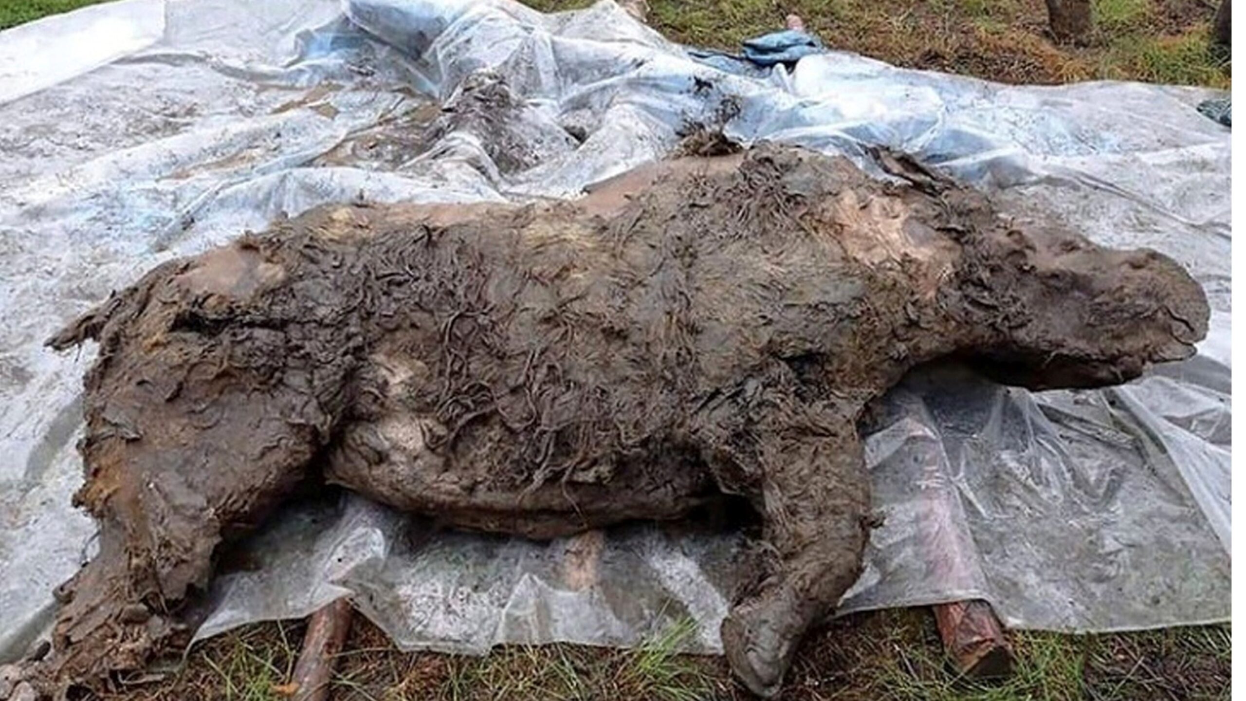 un-rinocer-lanos-mumificat-de-32.000-de-ani,-mancat-pe-jumatate-de-pradatori,-dezgropat-in-siberia