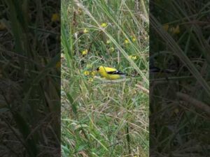 Yellow bird #nature #subscribe  #birds ORIGINAL SHORTS #shortsvideo #youtubeshorts