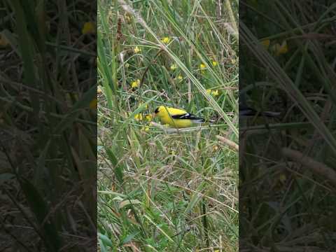 Yellow bird #nature #subscribe  #birds ORIGINAL SHORTS #shortsvideo #youtubeshorts