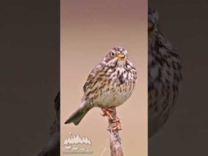 CORN BUNTING (Emberiza calandra) #wildlife #birds #nature #bird #animals #photography #wildanimals