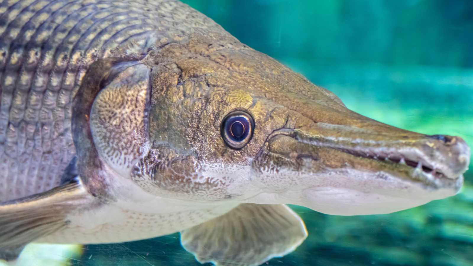 aligator-gar:-„fosila-vie”-care-abia-a-evoluat-timp-de-100-de-milioane-de-ani