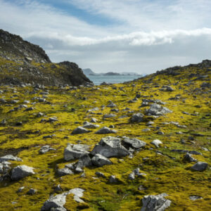 ecologizarea-antarticii-arata-modul-in-care-schimbarile-climatice-afecteaza-continentul-inghetat