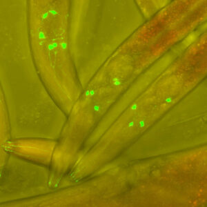 medicine-nobel-merge-la-un-mod-necunoscut-anterior-de-a-controla-genele