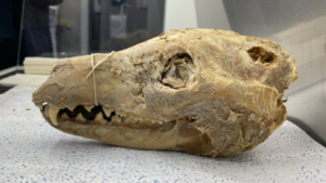 cel-mai-complet-genom-al-tigrului-tasmanian-impletit-pana-acum-din-capul-murat-de-110-ani