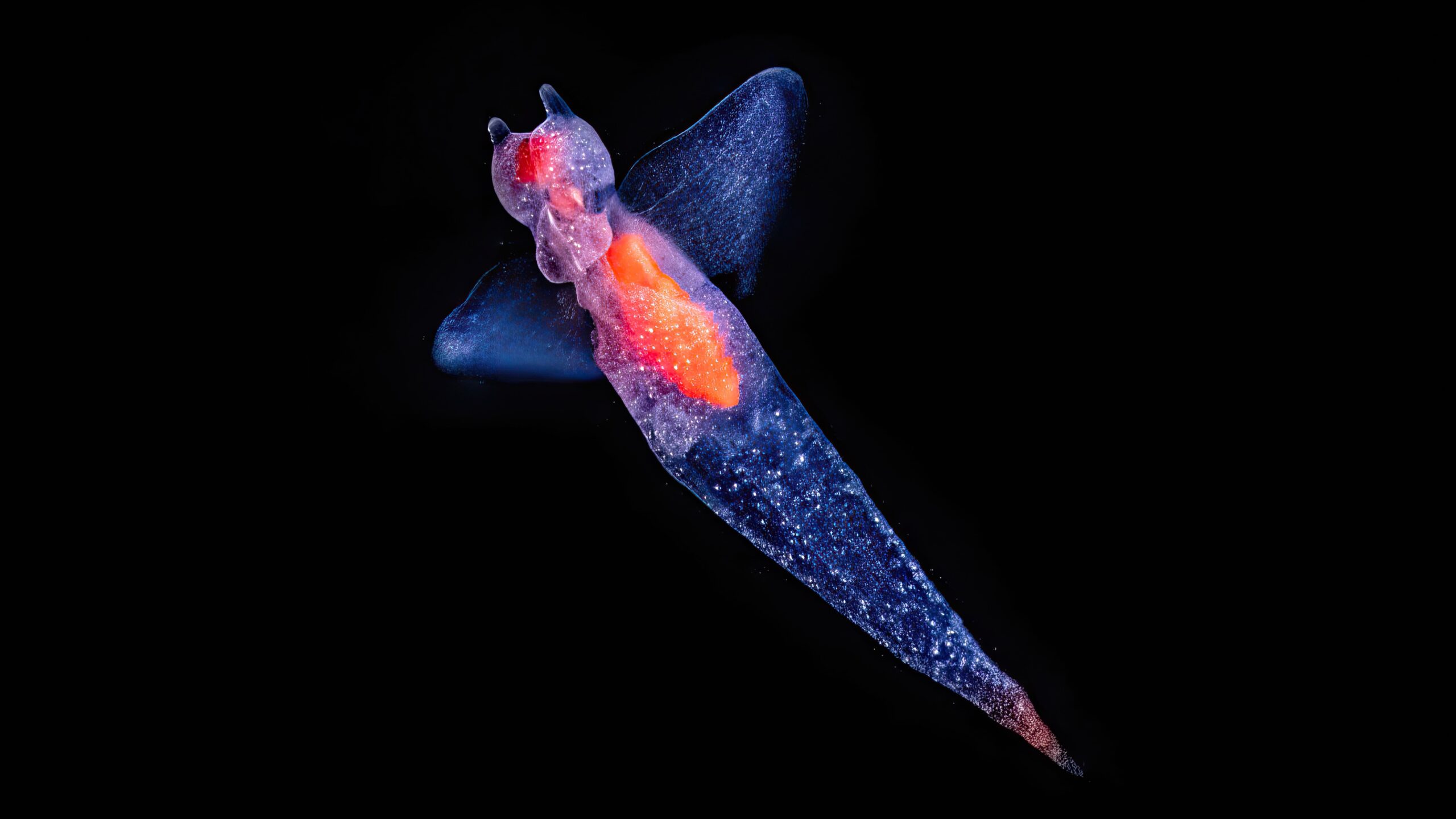 „se-desfasoara-un-joc-stravechi,-complex-si-foarte-serios”:-modurile-ciudate-in-care-creaturile-se-hranesc-in-oceanul-deschis