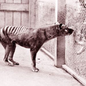 compania-de-de-extinctie-ofera-un-raport-de-progres-privind-eforturile-de-tilacina