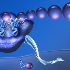 cand-ribozomii-devin-necinstiti