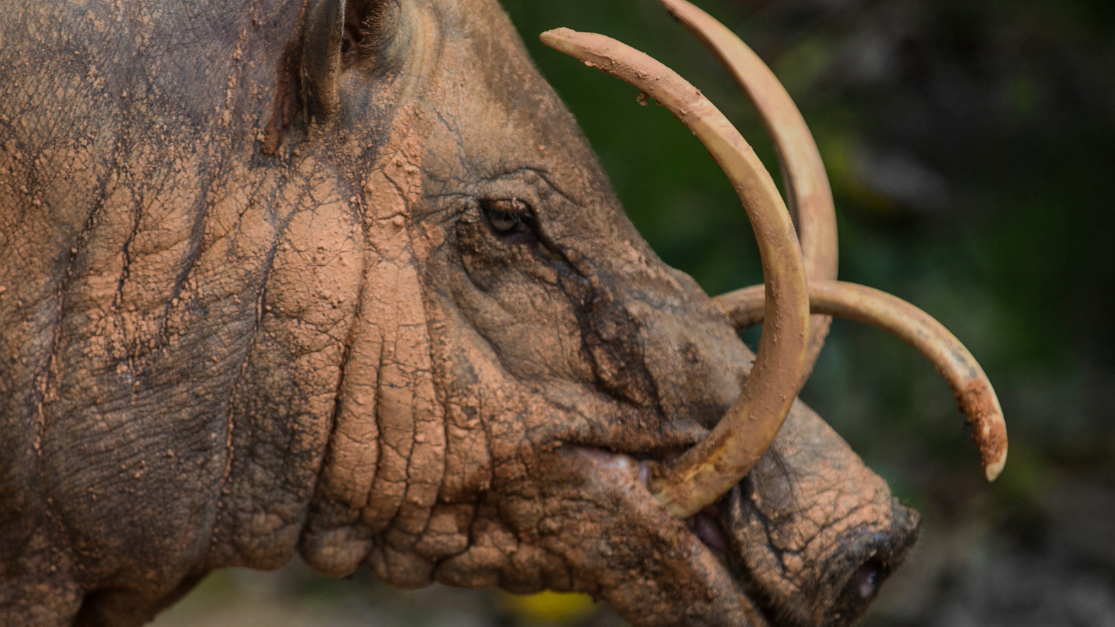 babirusa:-porcii-preistorici-„caprioare”-cu-dinti-uriasi-de-coarne