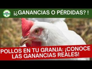 Es posible GANAR DINERO con POLLOS DE ENGORDE?