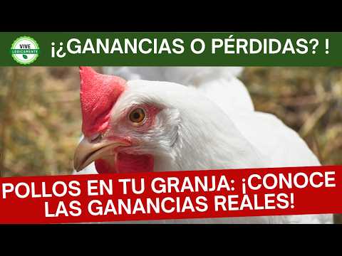 Es posible GANAR DINERO con POLLOS DE ENGORDE?