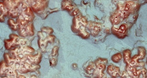 laserele-dezvaluie-orasul-maya,-inclusiv-mii-de-structuri,-ascunse-in-mexic