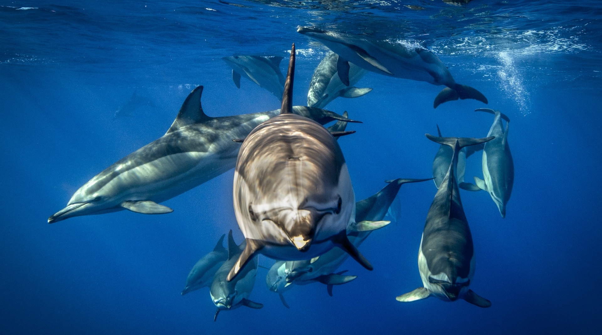 delfinii