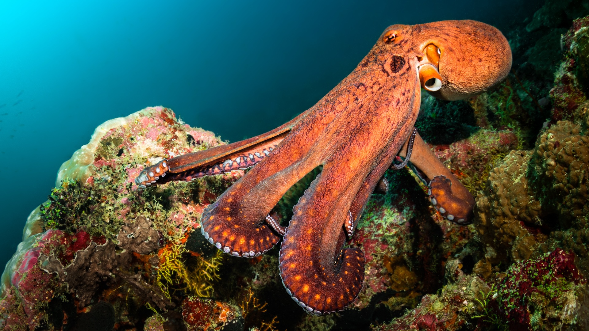 stiri,-caracteristici-si-articole-octopus