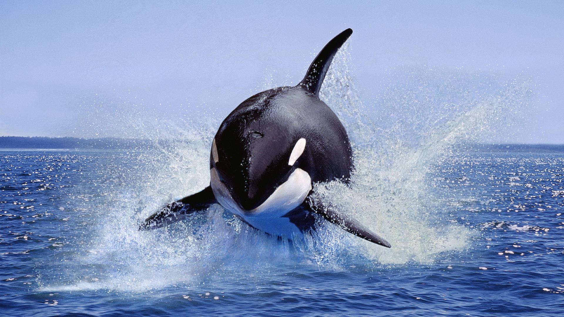stiri,-caracteristici-si-articole-orca
