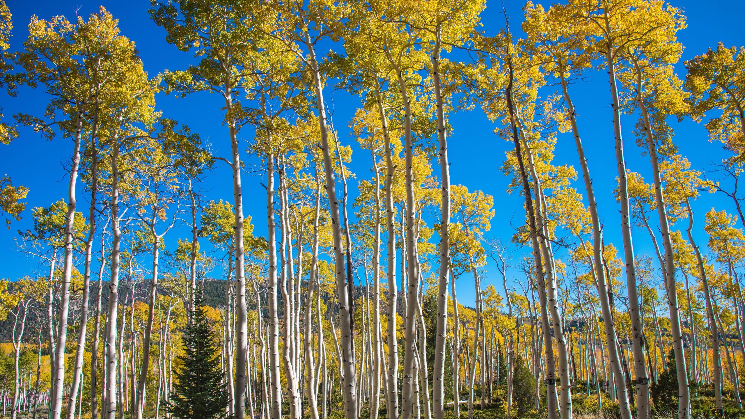pando:-cel-mai-mare-copac-din-lume-si-cel-mai-greu-organism-viu