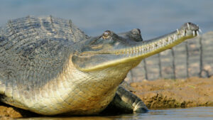 gharial:-crocodilianul-preistoric-care-bazaie-si-sufla-bule-pentru-a-gasi-o-pereche