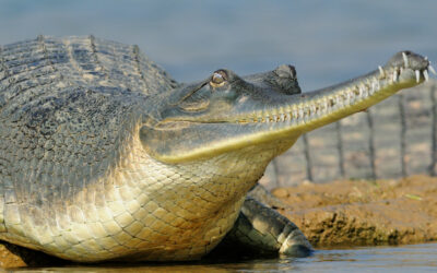 Gharial: Crocodilianul preistoric care bâzâie și suflă bule pentru a găsi o pereche