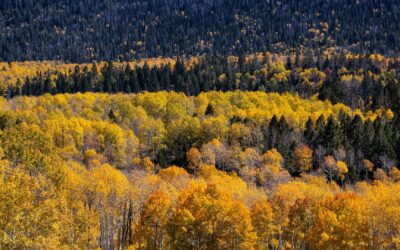 Pando, cel mai mare organism din lume, s-ar putea să fi crescut fără oprire de când primii oameni au părăsit Africa, sugerează un studiu