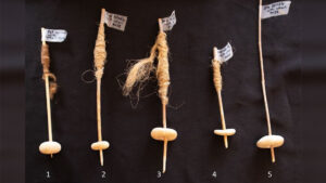 pietricelele-vechi-de-12.000-de-ani,-in-forma-de-gogoasa,-pot-fi-dovezi-timpurii-ale-rotii