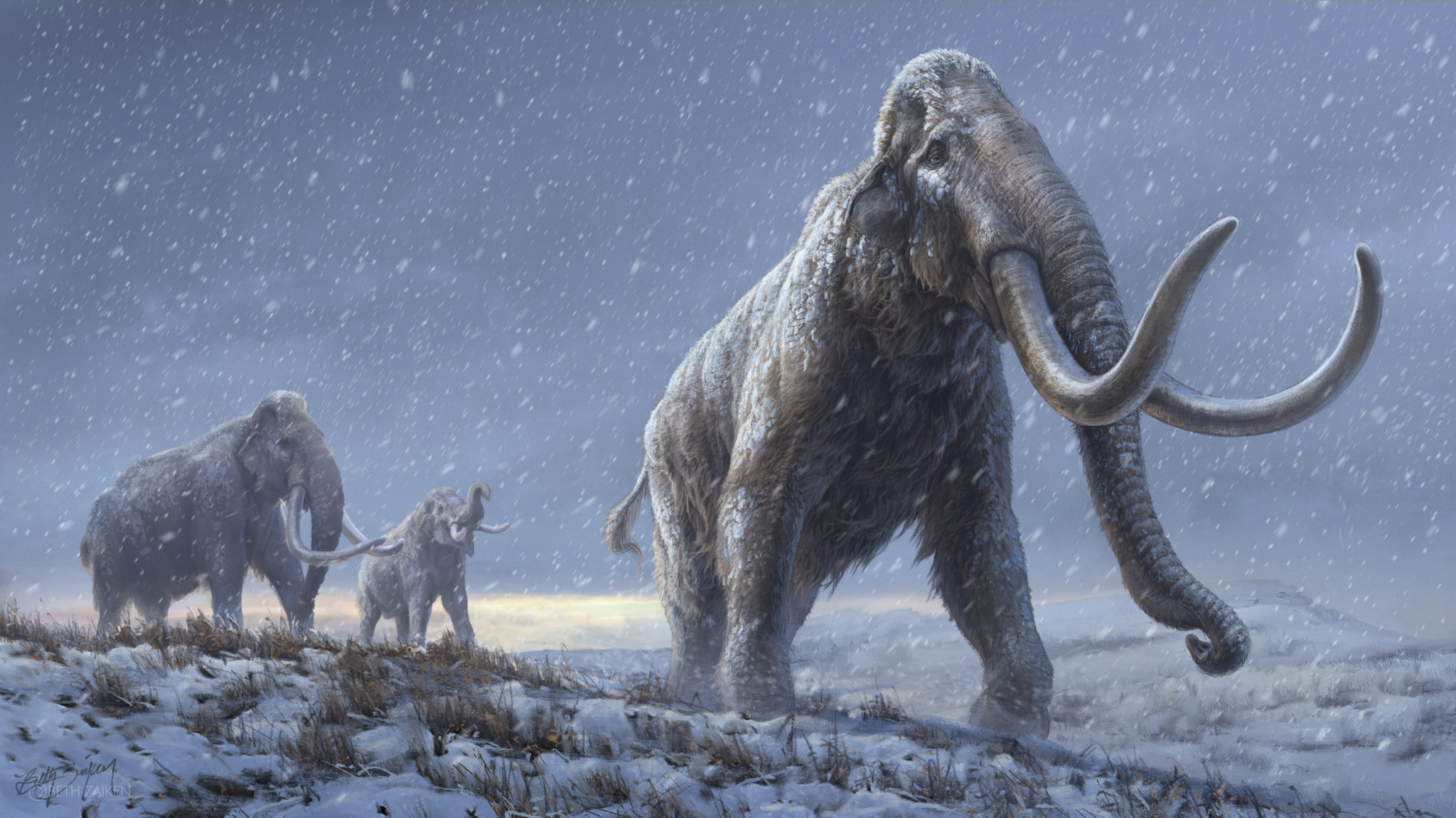 test-mamut:-testeaza-ti-cunostintele-despre-fiarele-epocii-de-gheata
